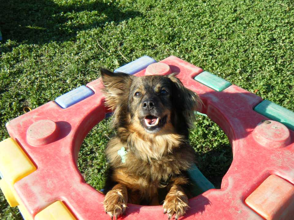 Chicco Chicco